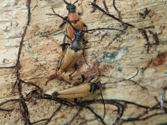 Stictoleptura rubra
