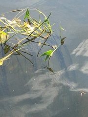 Sagittaria sagittifolia