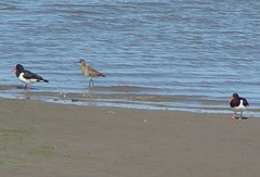Haematopus ostralegus