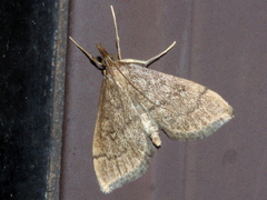 Metasia dicealis