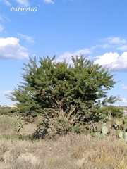Vachellia schaffneri