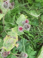 Arctium tomentosum