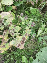 Arctium tomentosum