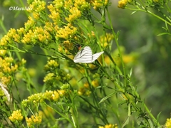 Neuromelia selectata