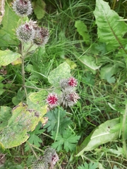 Arctium tomentosum