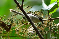 Apalis melanocephala