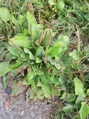 Plantago major