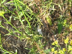 Neuromelia selectata