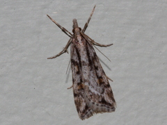 Scoparia ithyntis