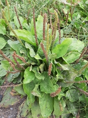 Plantago major