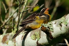 Emberiza cabanisi