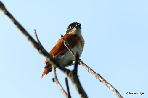 Black-and-white Shrike-flycatcher