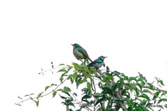 Anthreptes rubritorques