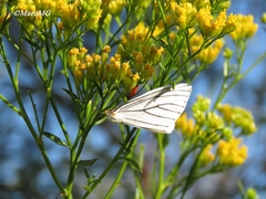 Neuromelia selectata