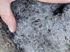 Herpestes pulverulentus