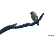 Stactolaema olivacea