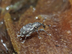 Tanysphyrus lemnae