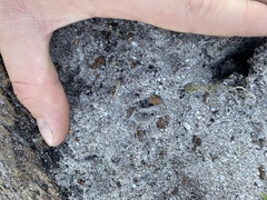 Herpestes pulverulentus