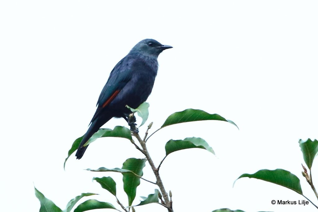 Waller's Starling (Onychognathus walleri) photo