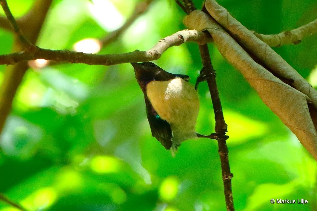 Uluguru Violet-backed Sunbird