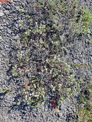 Pimelea urvilleana