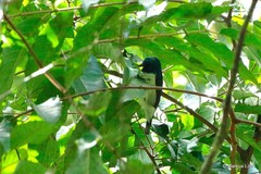 Hedydipna pallidigaster