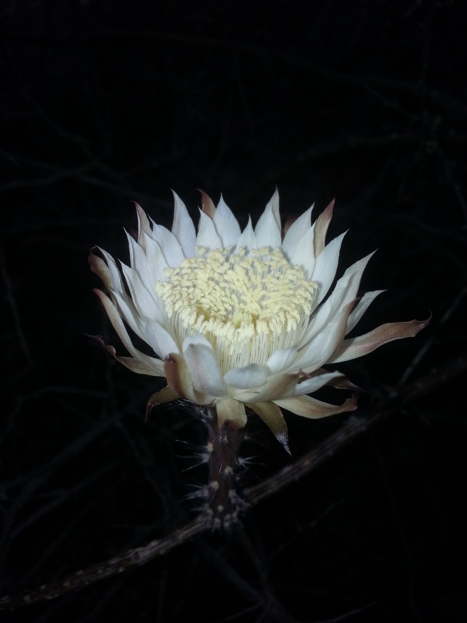 Peniocereus striatus
