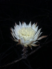 Peniocereus striatus