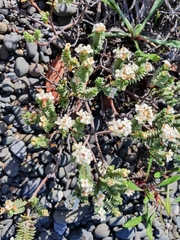 Pimelea urvilleana