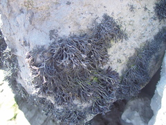 Pelvetia canaliculata