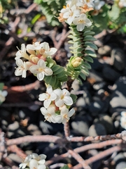 Pimelea urvilleana