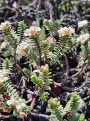 Pimelea urvilleana