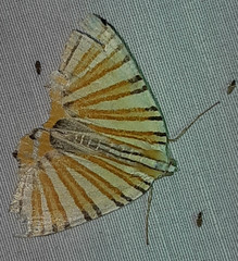 Pityeja histrionaria