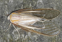 Amastus aconia