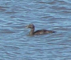 Somateria mollissima