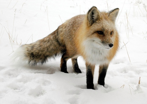 Long-tailed Red Fox