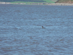 Somateria mollissima