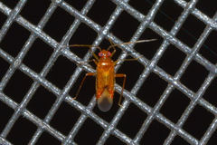 Ceratocapsini