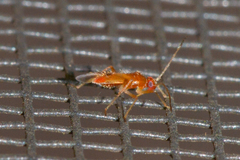 Ceratocapsini