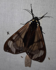 Dysschema leucophaea