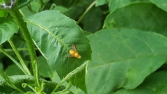 Icterica