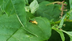 Icterica