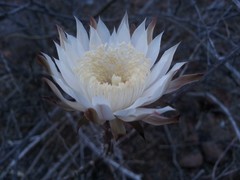 Peniocereus striatus