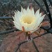 Dahlia-Root Cereus - Photo (c) Senderismo Guaymas, some rights reserved (CC BY-NC)