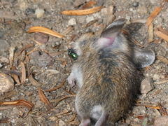 Apodemus flavicollis