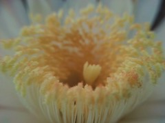 Peniocereus striatus