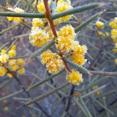 Acacia colletioides