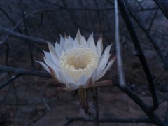 Peniocereus striatus