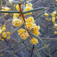 Acacia colletioides