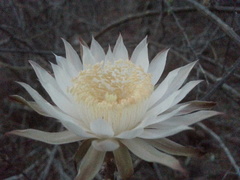 Peniocereus striatus